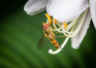 Hoverfly