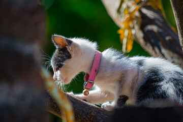 Naklejka na ściany i meble pequeño gatito jugando en árbol 