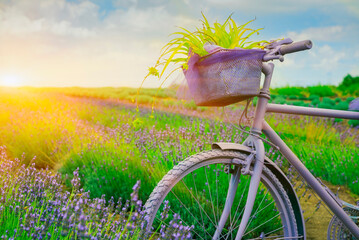 Retro vintage Violet bicycle in lavender (Lavandula ) field  at sunset