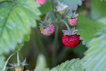 Wild strawberries with green leaves close up