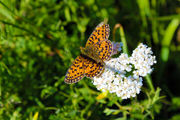 butterfly on flower