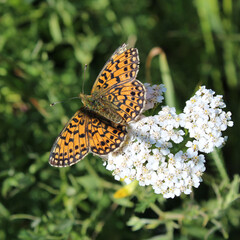 butterfly on yellow flower
