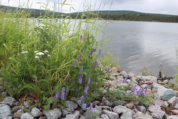 lake in the forest