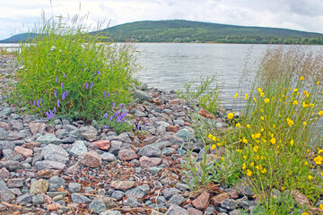 lake with flowers