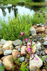 small pond in the garden