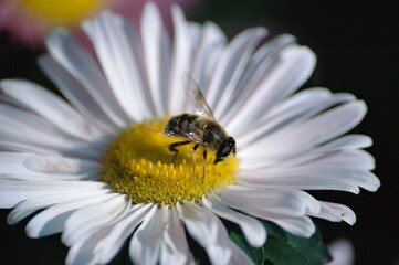 ABEILLE BUTINEUSE