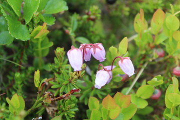 cranberry flower