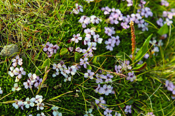 moss and flowers and tundra