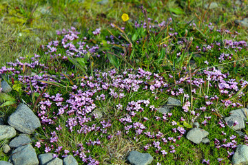moss and flowers and tundra