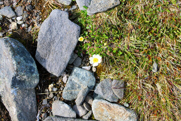 Pebbles and moss and flowers and tundra