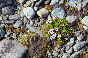 Pebbles and moss and flowers and tundra