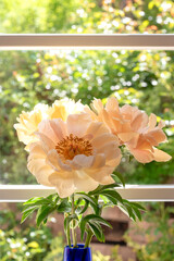 Bouquet of three peonies in bloom, window