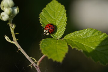 marienkäfer blatt krabbelt ladybird ladybug © Karsten