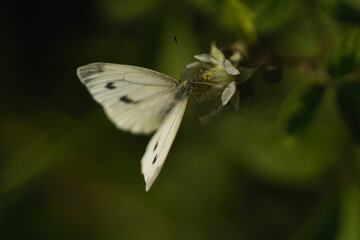 Schmetterling saugt Nektar Rüssel Fühler