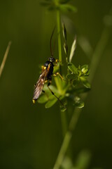 gelb schwarzer käfer flügel fühler