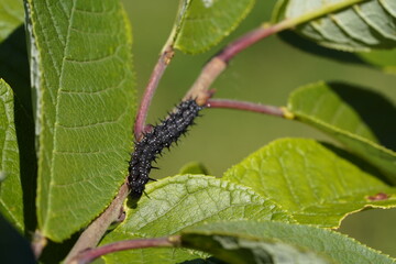 schwarze raupe stacheln kriecht kriechtier