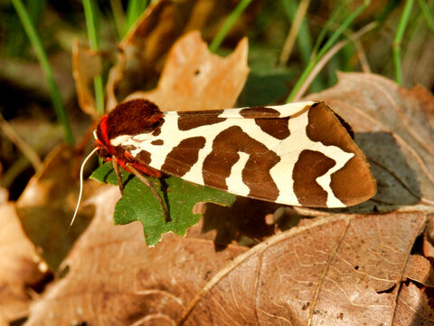 Garden Tiger Moth (Arctia caja) found on leaf debris in woodland