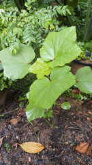 Ladies finger plant.Baby plant of Ladies finger vegetable.