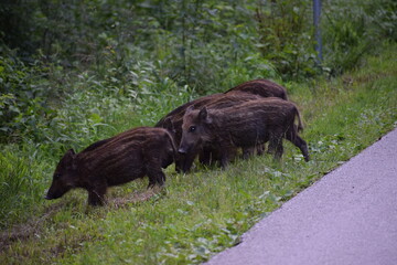 
wild pigs in a nature park