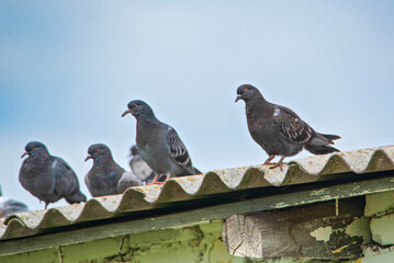 Pigeons are sitting on the roof against the sky.