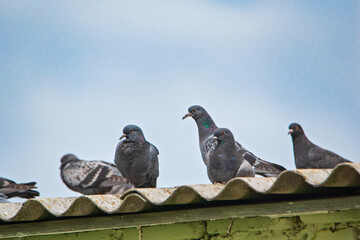 Pigeons are sitting on the roof against the sky.