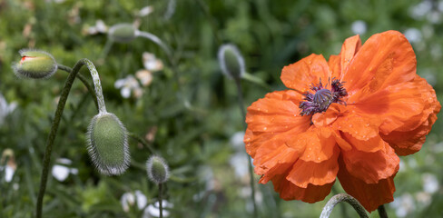 image of beautiful poppies flowers in the garden close-up