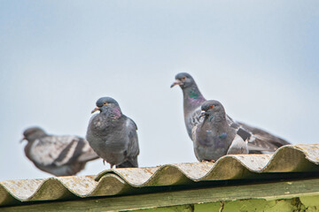Obraz premium Pigeons are sitting on the roof against the sky.