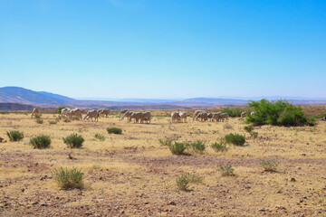 herd of wildebeest in africa