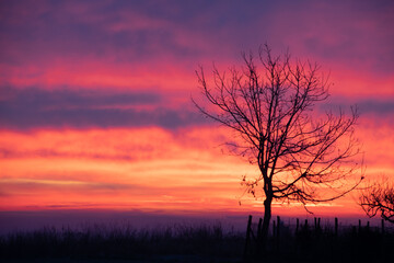 Naklejka premium Tree silhouette in the sunrise 