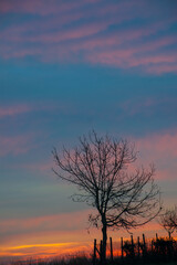 Fototapeta na wymiar sunset on the tree