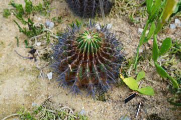 Ferocactus pilosus, also known as Mexican lime cactus (Viznaga De Lima) or Mexican fire barrel, is...