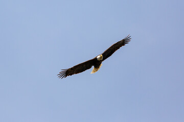 American Bald Eagle in flight