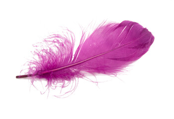 Fluffy bird feather violet color in studio isolated on the white