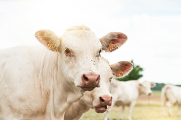 Vache charolaise dans le vexin français