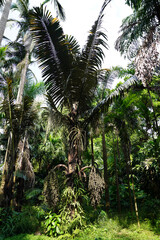 Naklejka premium tropical palm tree