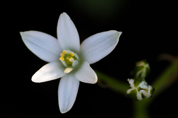 white flower with dark background