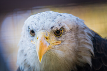 Portrait of a bald eagle or haliaeetus leucocephalus
