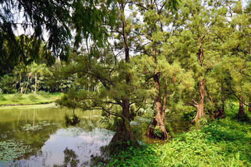 river in the forest with tall and green trees