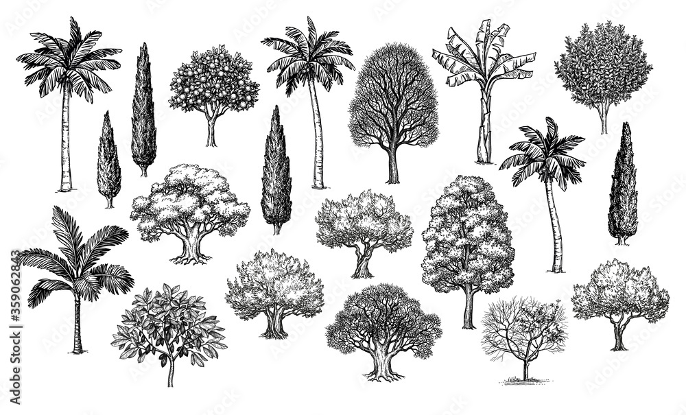 Canvas Prints big set of trees.