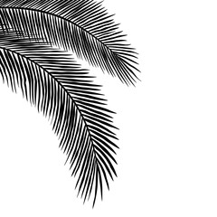 Palm Leaves Silhouettes Hanging at the Corner