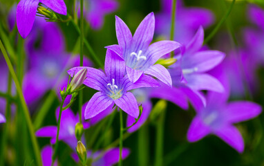 Small purple bellflowers