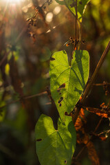 Ivy leaf catching evening sunlight.
