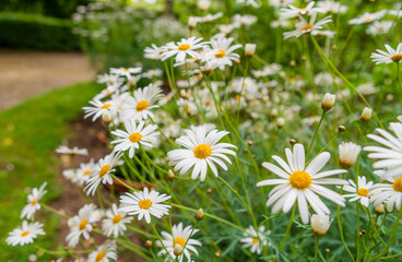 Summer Time Common Daisies in a Garden