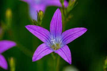Small purple bellflowers