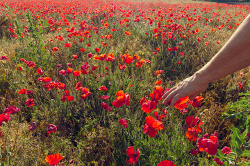 Mano de hombre acariciando campo de amapolas en Castilla