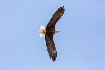 American Bald Eagle in flight