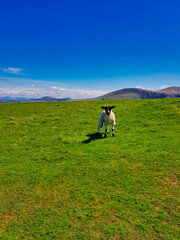 Sheep in field