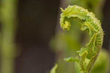 A fiddlehead fern or green unrolling into a frond harvested as a vegetable.  The fiddlehead resembles the curled ornamentation of a scroll. The curled plant is an edible shoots of the ostrich fern.