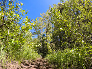 wooded trail, down low on the trail, grassy trail, remote walking trail, trail from a different perspective 