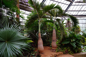 Hyophorbe lagenicaulis, the palm or palm gargoyle, is a species of flowering plant in the Arecaceae family